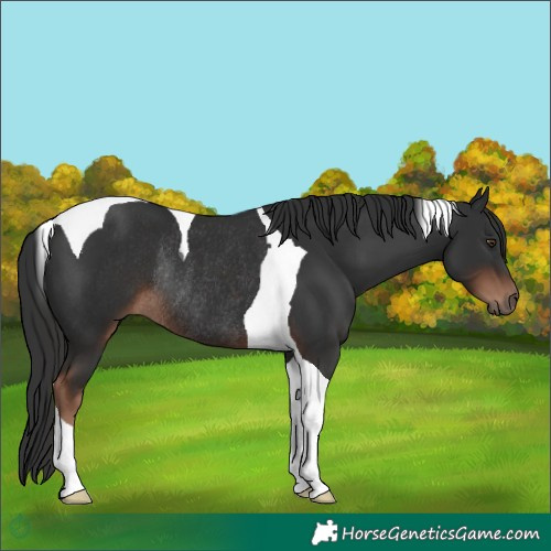 Horse Color:Liver Chestnut Tobiano Rabicano