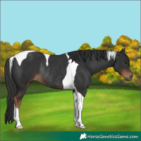 Horse Color:Liver Chestnut Tobiano Rabicano 