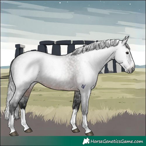 Horse Color:Gray Brown Roan Splash Rabicano 