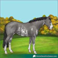 Horse Color:Grullo Sabino Brindle 