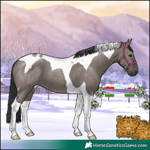 Horse Color:Grullo Tobiano Brindle
