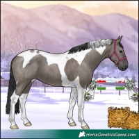Horse Color:Grullo Tobiano Brindle 