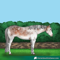 Horse Color:White Spotted Bay Splash 