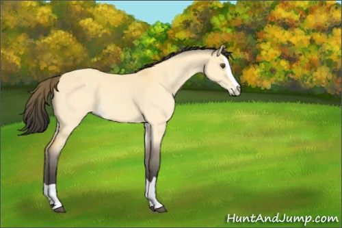 Horse Color:Buckskin Dun Splash 