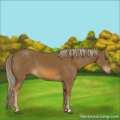 Horse Color:Chocolate Palomino 
