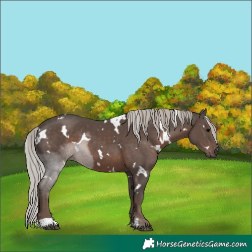 Horse Color:White Spotted Silver Black 
