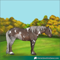 Horse Color:White Spotted Silver Black