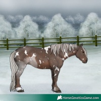 Horse Color:White Spotted Silver Black 