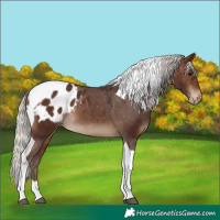 Horse Color:Silver Brown Tobiano Blanket 