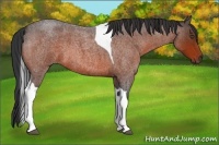 Horse Color:Bay Roan Tobiano