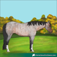 Horse Color:Brown Roan Rabicano 