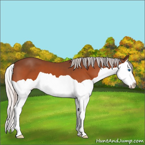 Horse Color:Silver Brown Splash 