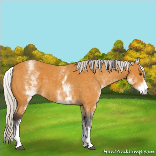 Horse Color:White Spotted Silver Buckskin Sabino 