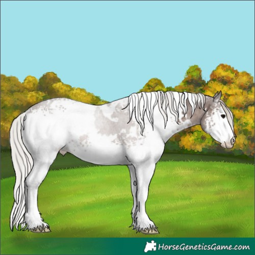Horse Color:White Spotted Silver Black 