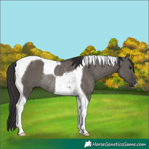 Horse Color:Smoky Grullo Tobiano Rabicano