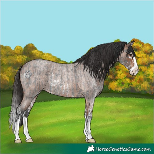 Horse Color:Blue Roan Sabino Splash  and Bay Roan Sabino Splash 