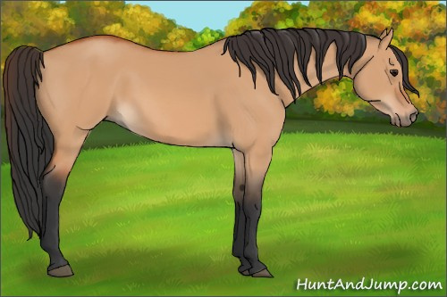 Horse Color:Bay Dun