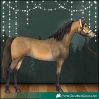 Horse Color:Buckskin 
