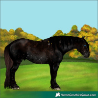 Horse Color:Void Chocolate Brown Sabino Splash 