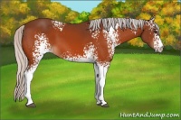 Horse Color:White Spotted Silver Bay 