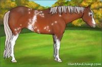 Horse Color:White Spotted Silver Bay 