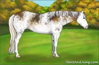 Horse Color:White Spotted Silver Brown Splash 