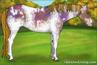 Horse Color:Painted White Spotted Chestnut 