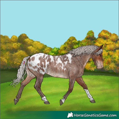 Horse Color:Silver Bay Roan Tobiano Near Leopard