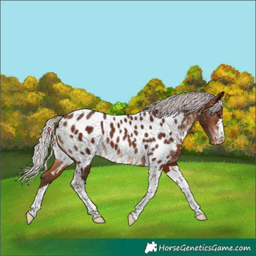 Horse Color:Silver Brown Tobiano Near Leopard 