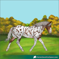 Horse Color:Silver Brown Tobiano Near Leopard 