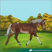 Horse Color:Silver Bay Tobiano