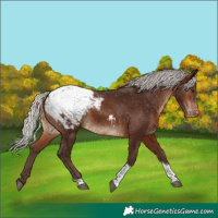 Horse Color:Silver Brown Tobiano Snowcap 