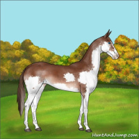 Horse Color:Liver Chestnut Splash 