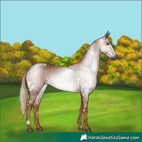 Horse Color:Gray White Spotted Chestnut 
