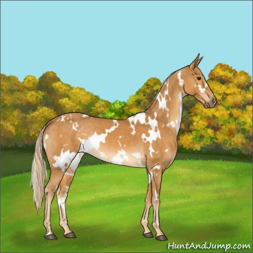 Horse Color:White Spotted Palomino