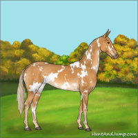 Horse Color:White Spotted Palomino 