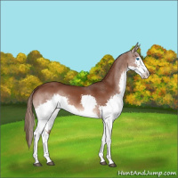 Horse Color:Liver Chestnut Splash Rabicano