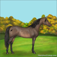 Horse Color:Brown Dun Rabicano 
