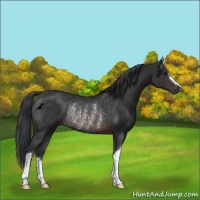 Horse Color:Brown Rabicano 