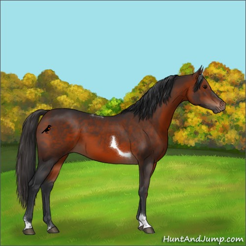 Horse Color:Bay Tobiano Rabicano