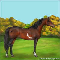 Horse Color:Bay Tobiano Rabicano 