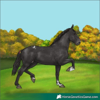 Horse Color:Smoky Black Appaloosa 