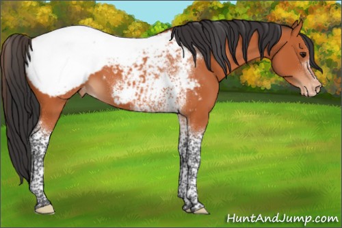 Horse Color:Bay Tobiano Frame Appaloosa 