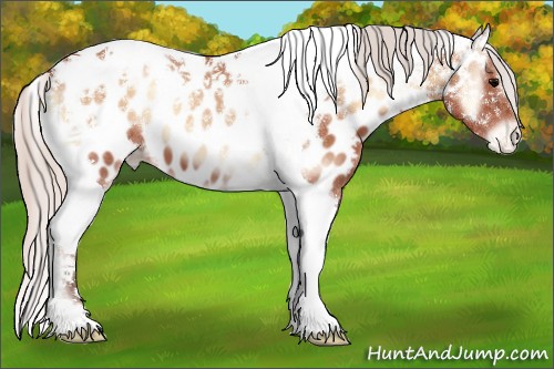 Horse Color:Silver Bay Roan Onyx Tobiano Appaloosa 