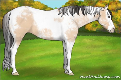 Horse Color:Brown Roan Dun Splash Tobiano 
