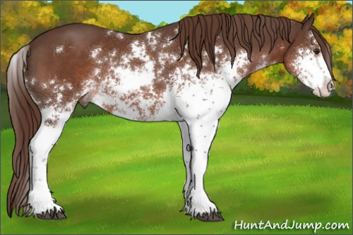 Horse Color:Liver Chestnut Sabino 