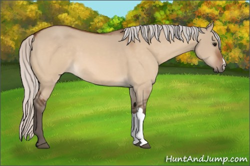 Horse Color:Silver Bay Dun 