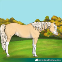 Horse Color:Palomino Dun Splash 