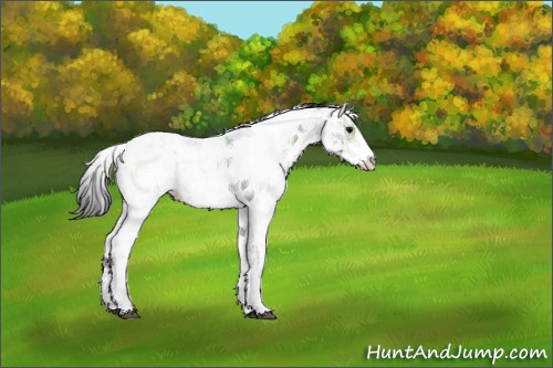 Horse Color:Grullo Ice Sabino Rabicano 