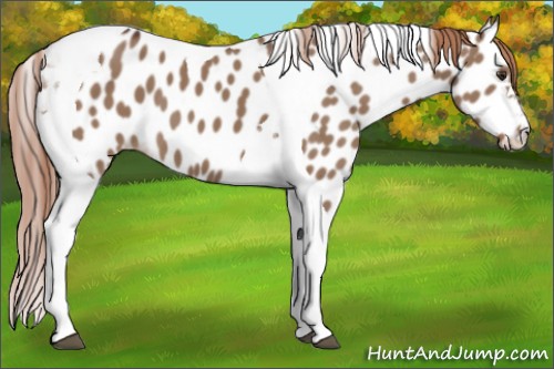 Horse Color:Liver Red Dun Tobiano Appaloosa 